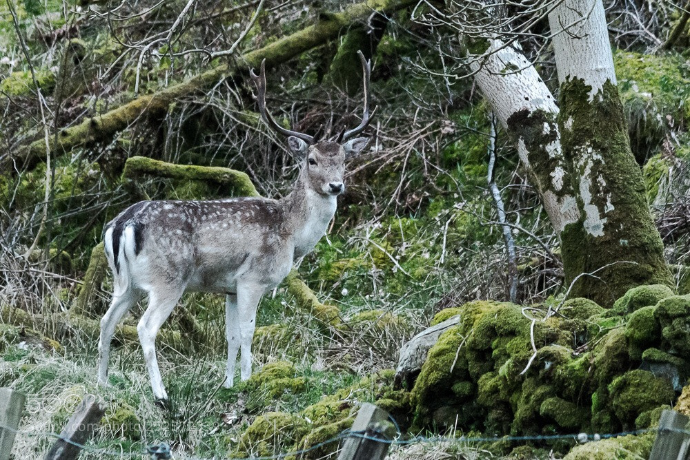 Nikon D610 sample photo. Stag or buck?  photography
