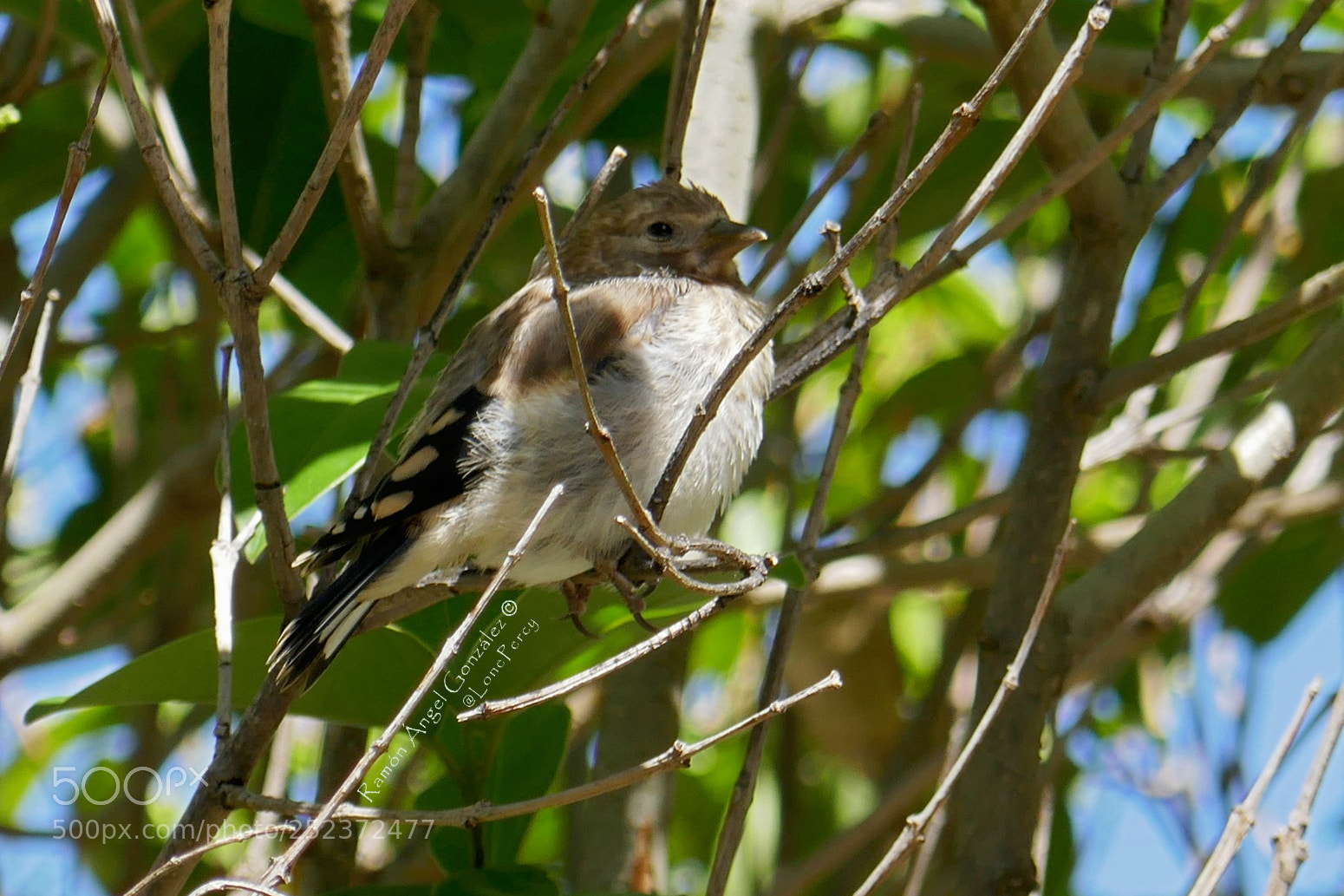 Panasonic Lumix DMC-ZS100 (Lumix DMC-TZ100) sample photo. European goldfinch juvenile before photography