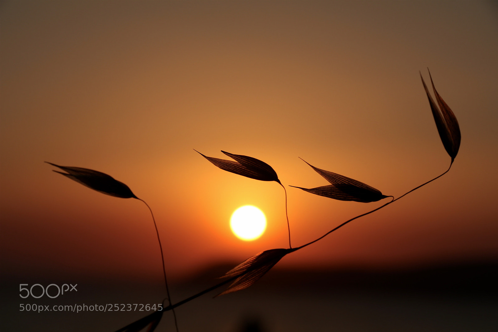 Canon EOS 80D sample photo. Img photography