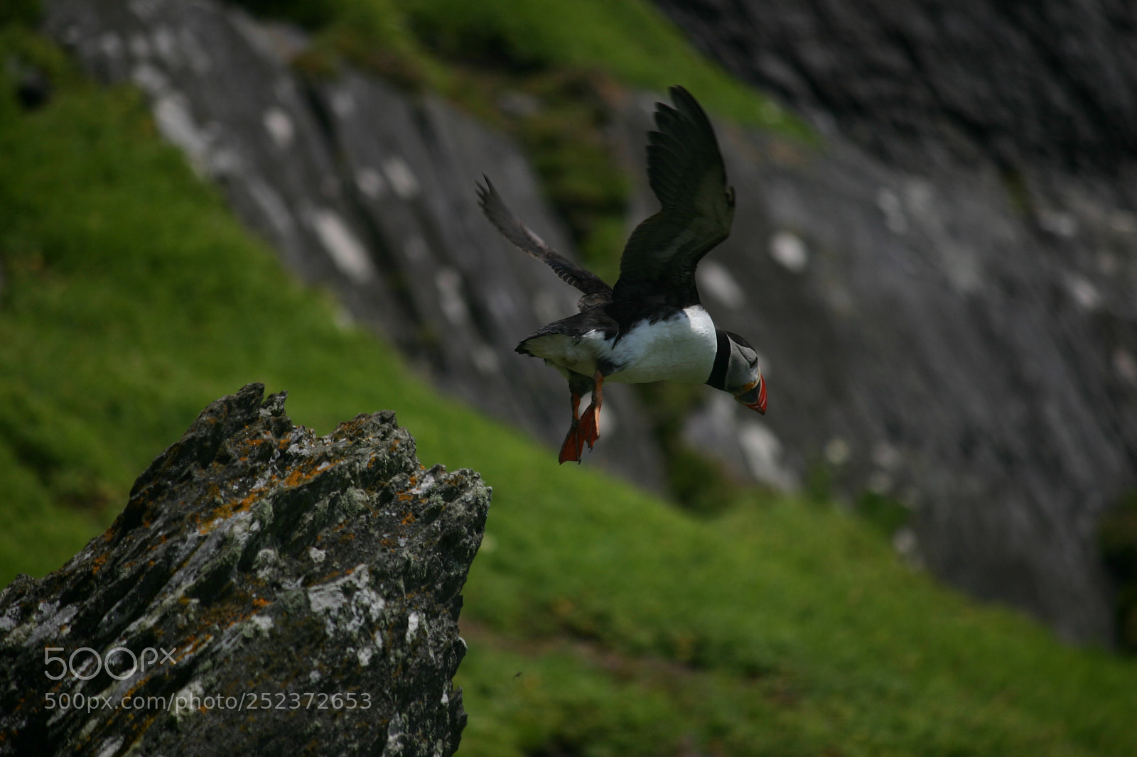 Canon EOS 300D (EOS Digital Rebel / EOS Kiss Digital) sample photo. Puffin launching from skellig photography