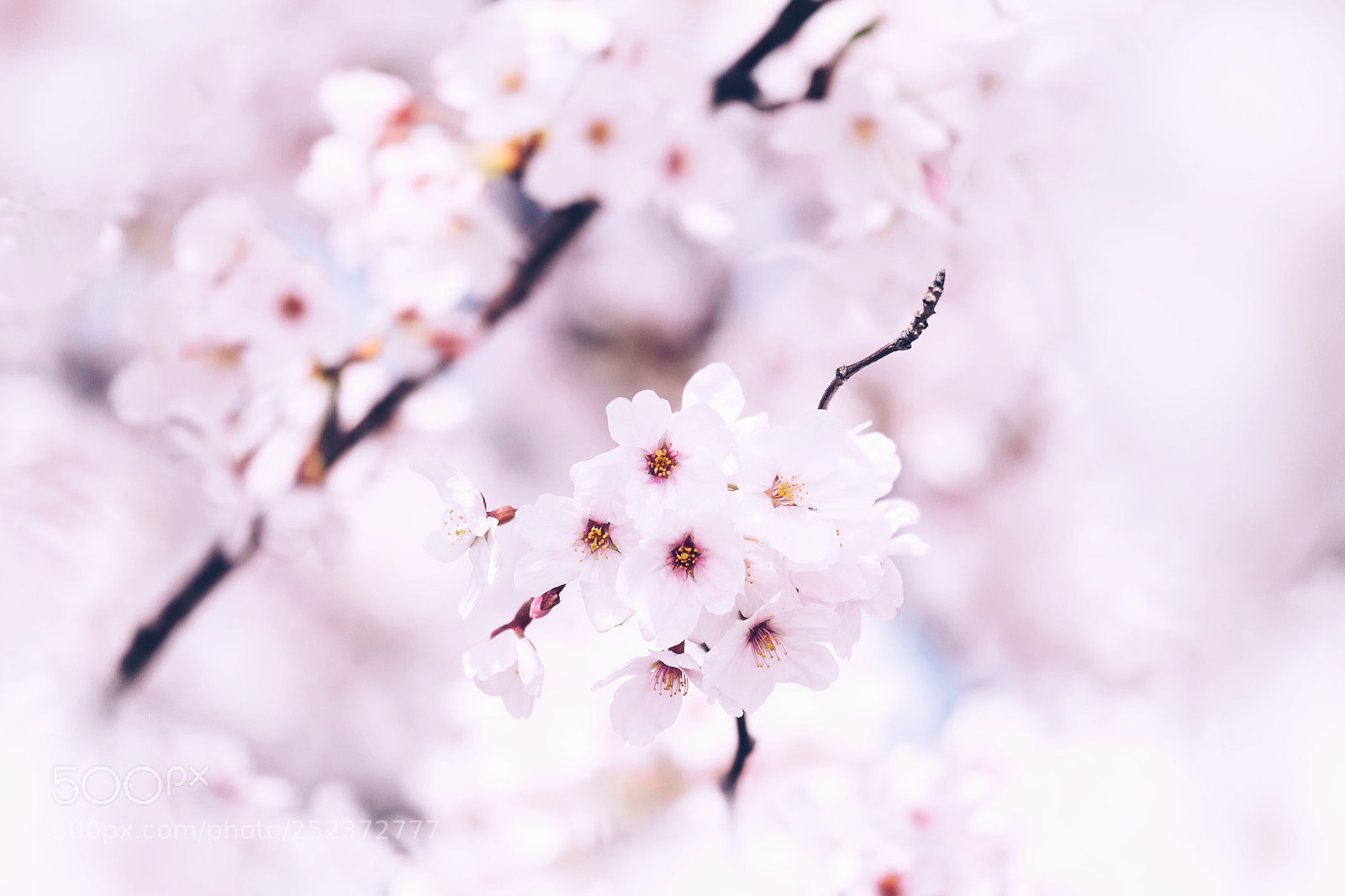Fujifilm X-T1 sample photo. Cherryblossom photography