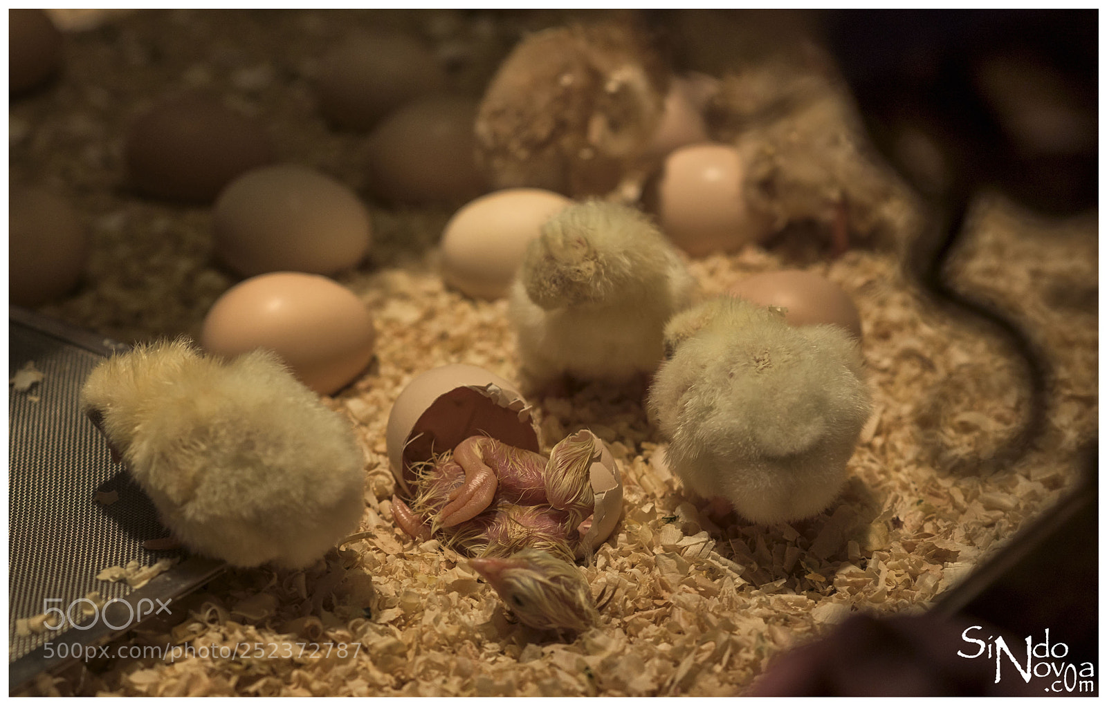 Nikon D750 sample photo. Newborn chicken photography