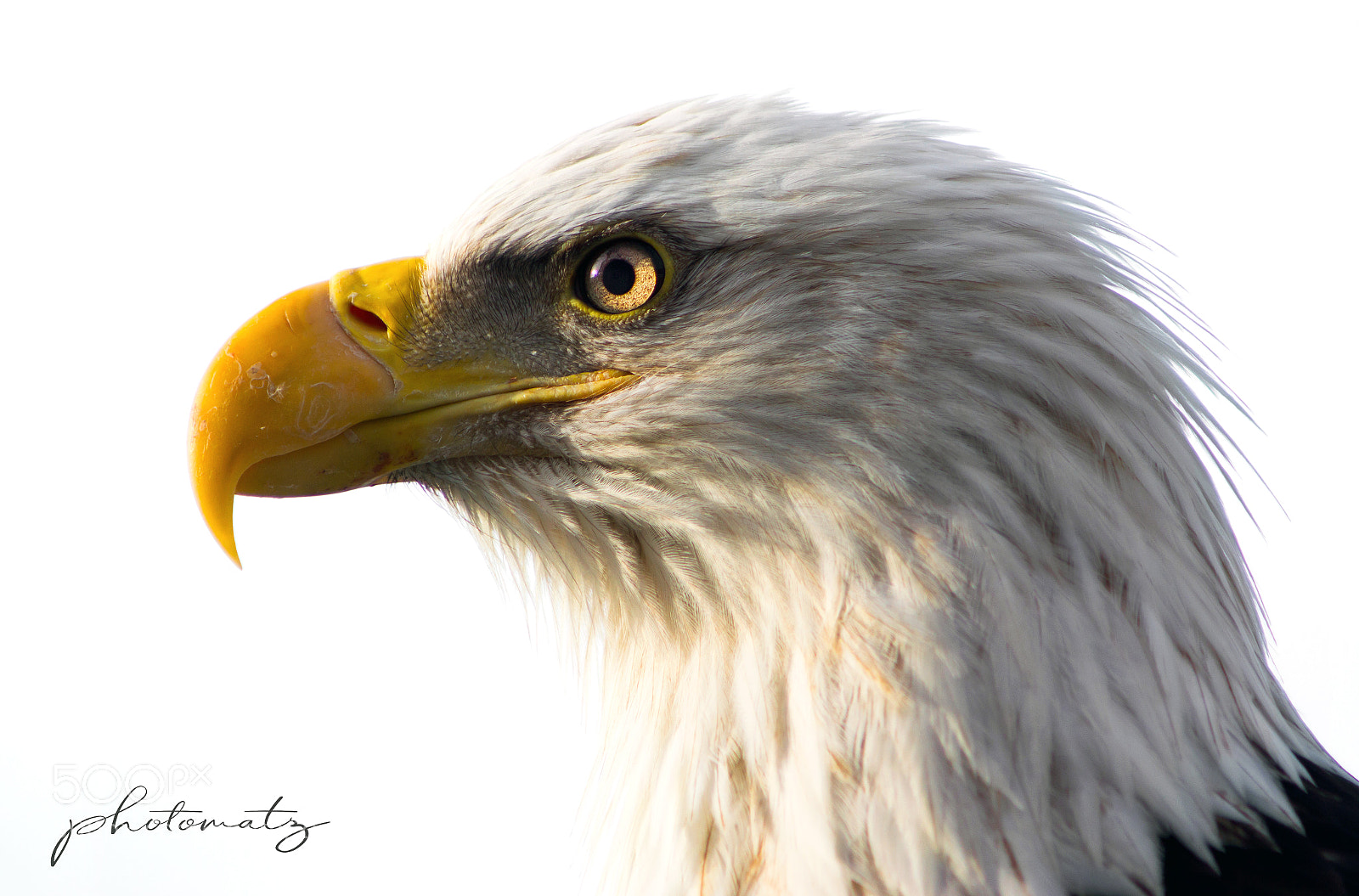 Sony SLT-A77 sample photo. Eagle portrait photography