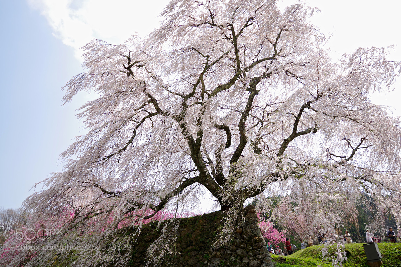 Pentax K-1 sample photo. Big tree cherry photography