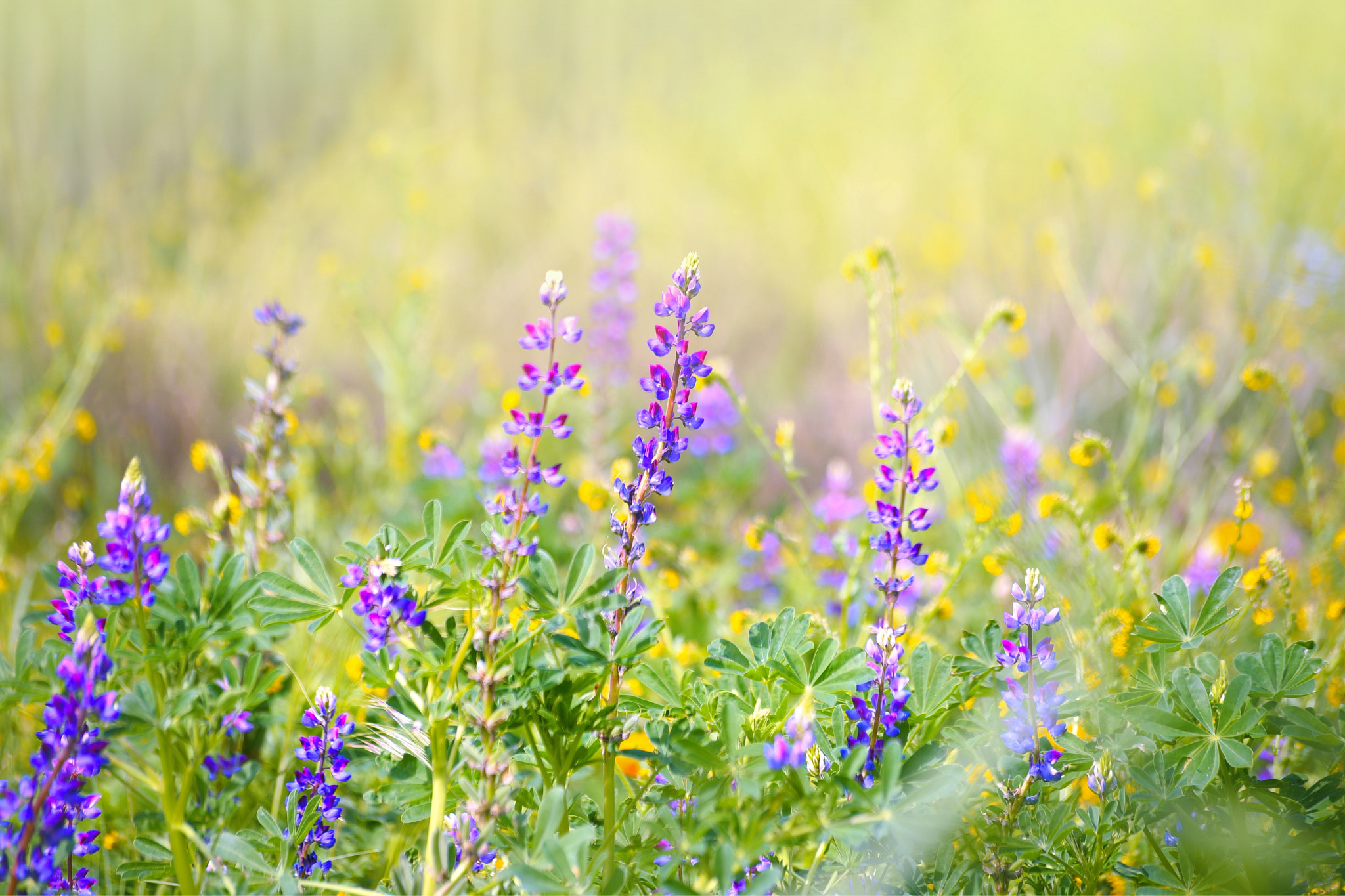 Sigma 70-300mm F4-5.6 APO Macro Super II sample photo. Spring scene photography