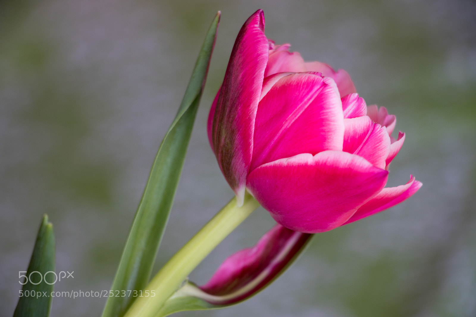 Canon EOS 800D (EOS Rebel T7i / EOS Kiss X9i) sample photo. Spring flower - tulip photography