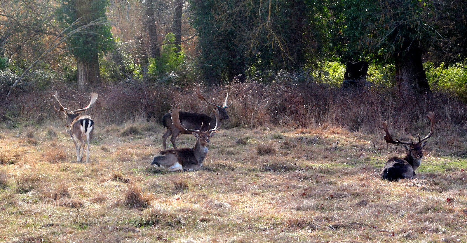 Samsung NX2000 sample photo. Daini nel parco photography