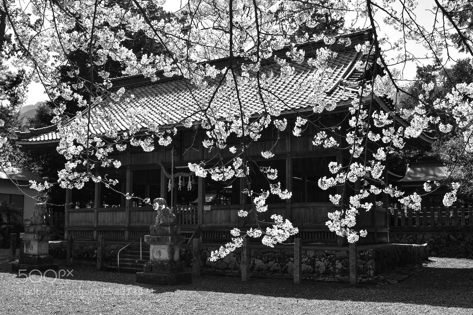 Nikon D850 sample photo. Cherry blossoms** photography