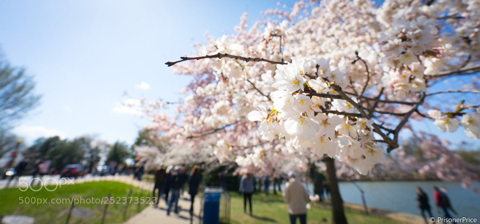 Sony a7 II sample photo. Cherry blossom in washington 2 photography