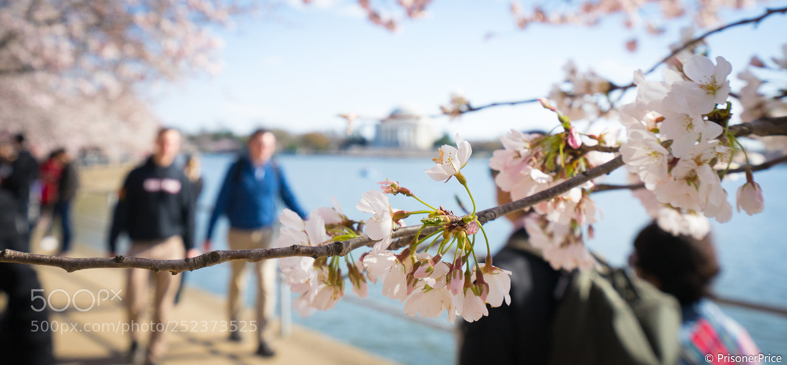 Sony a7 II sample photo. Cherry blossom in washington 3 photography