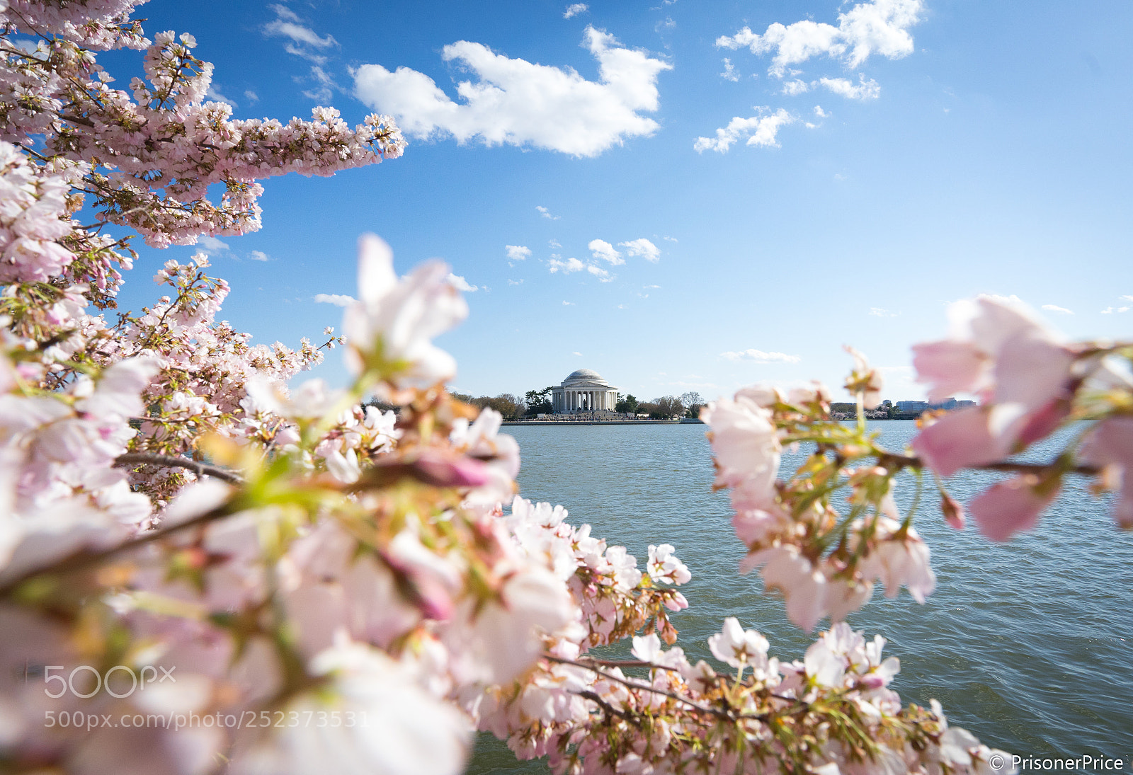 Sony a7 II sample photo. Cherry blossom in washington 4 photography