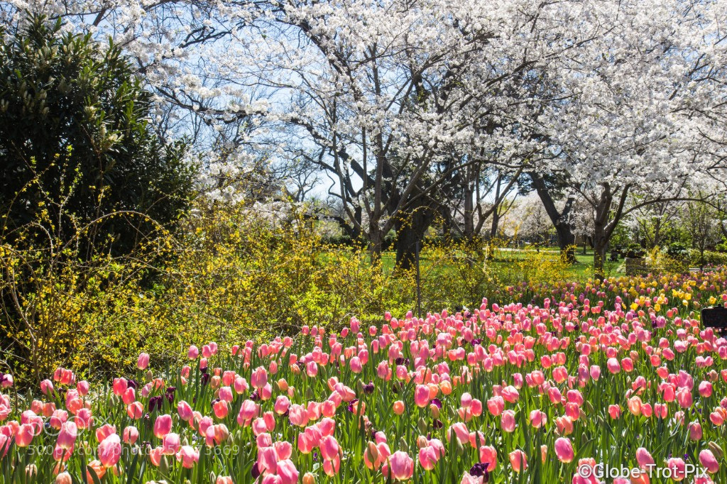 Canon EOS 600D (Rebel EOS T3i / EOS Kiss X5) sample photo. Cherry blossom and tulips photography