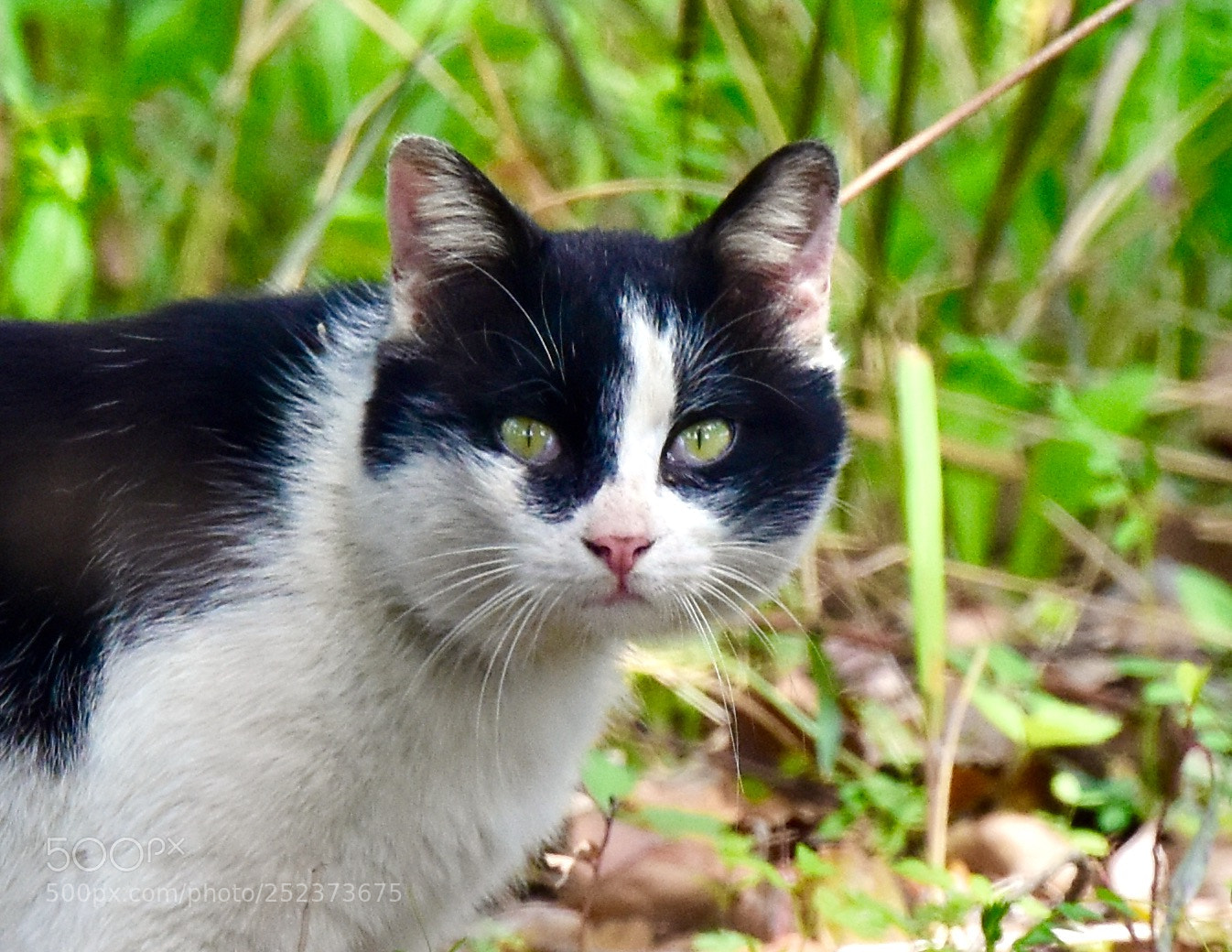 Nikon D7200 sample photo. 乱入者 photography