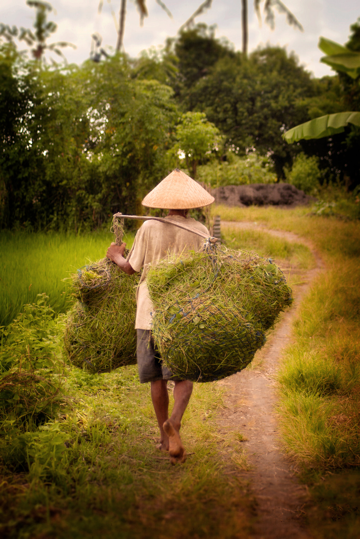 Fujifilm FinePix S2 Pro sample photo. Balinese field worker photography