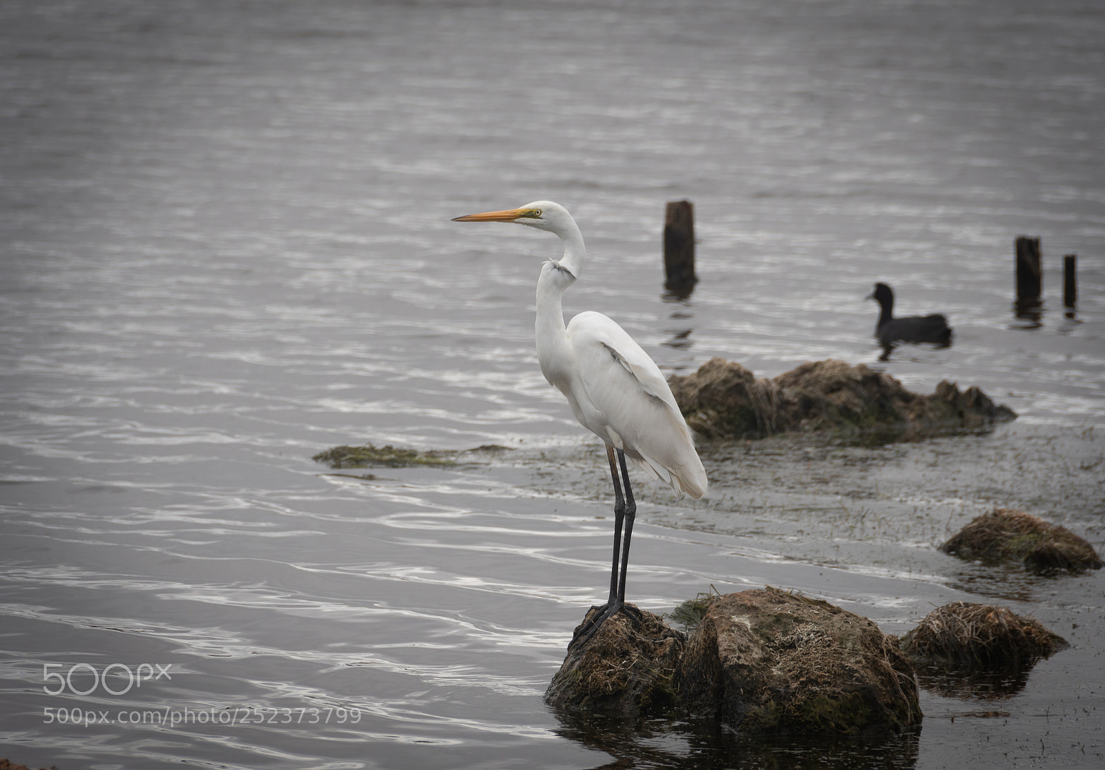 Nikon D500 sample photo. Eastern great egret photography