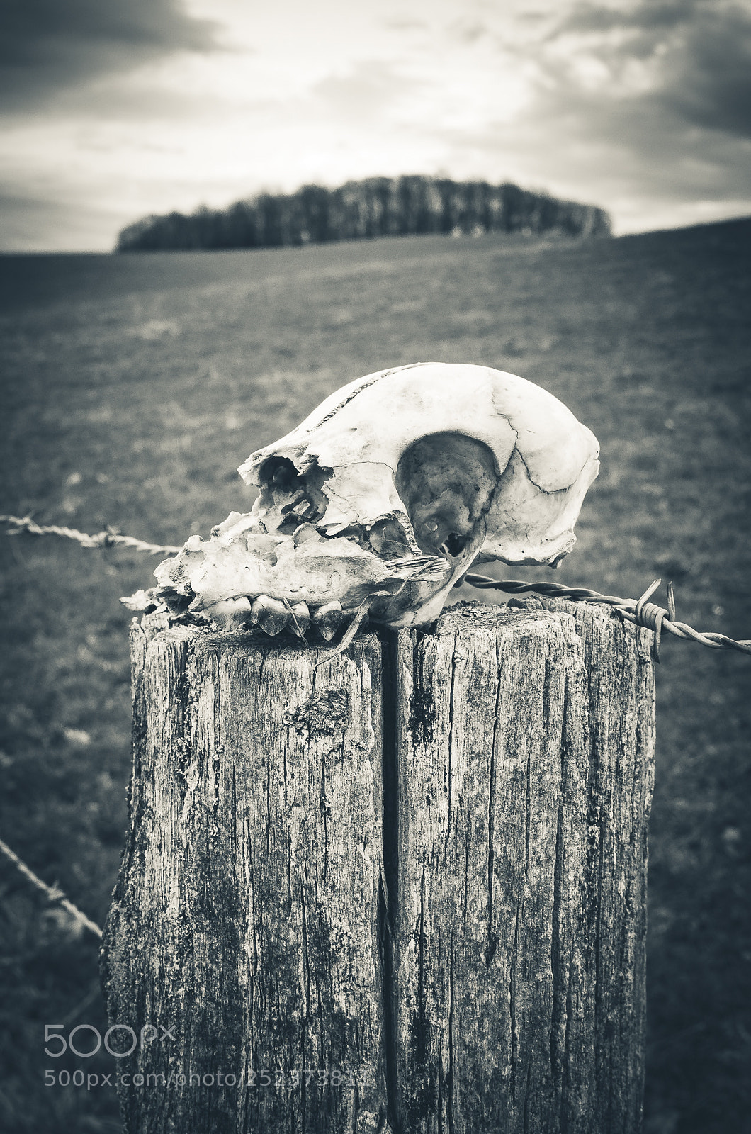 Ricoh GR sample photo. Skull  photography