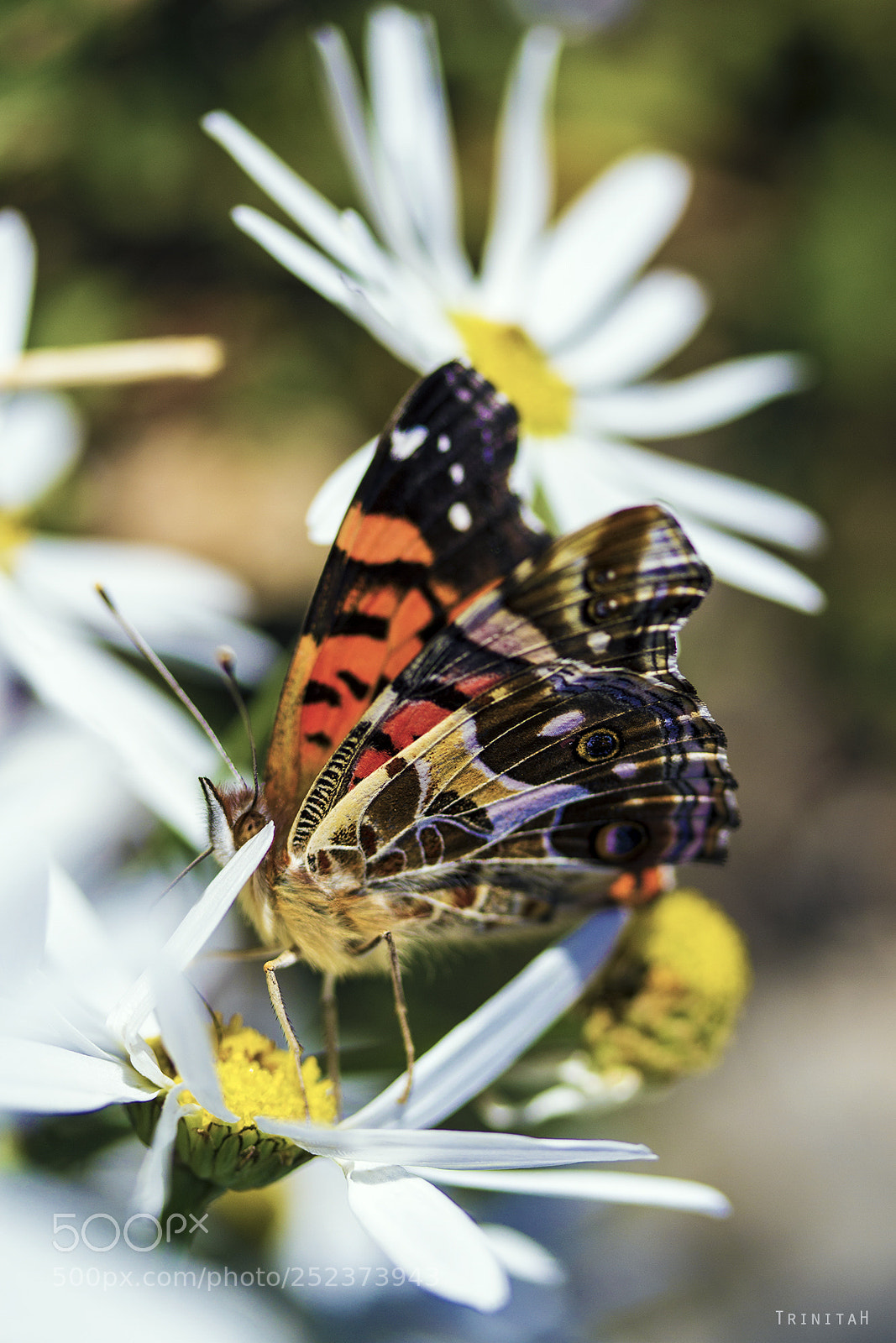 Canon EOS 7D sample photo. De flor en flor photography