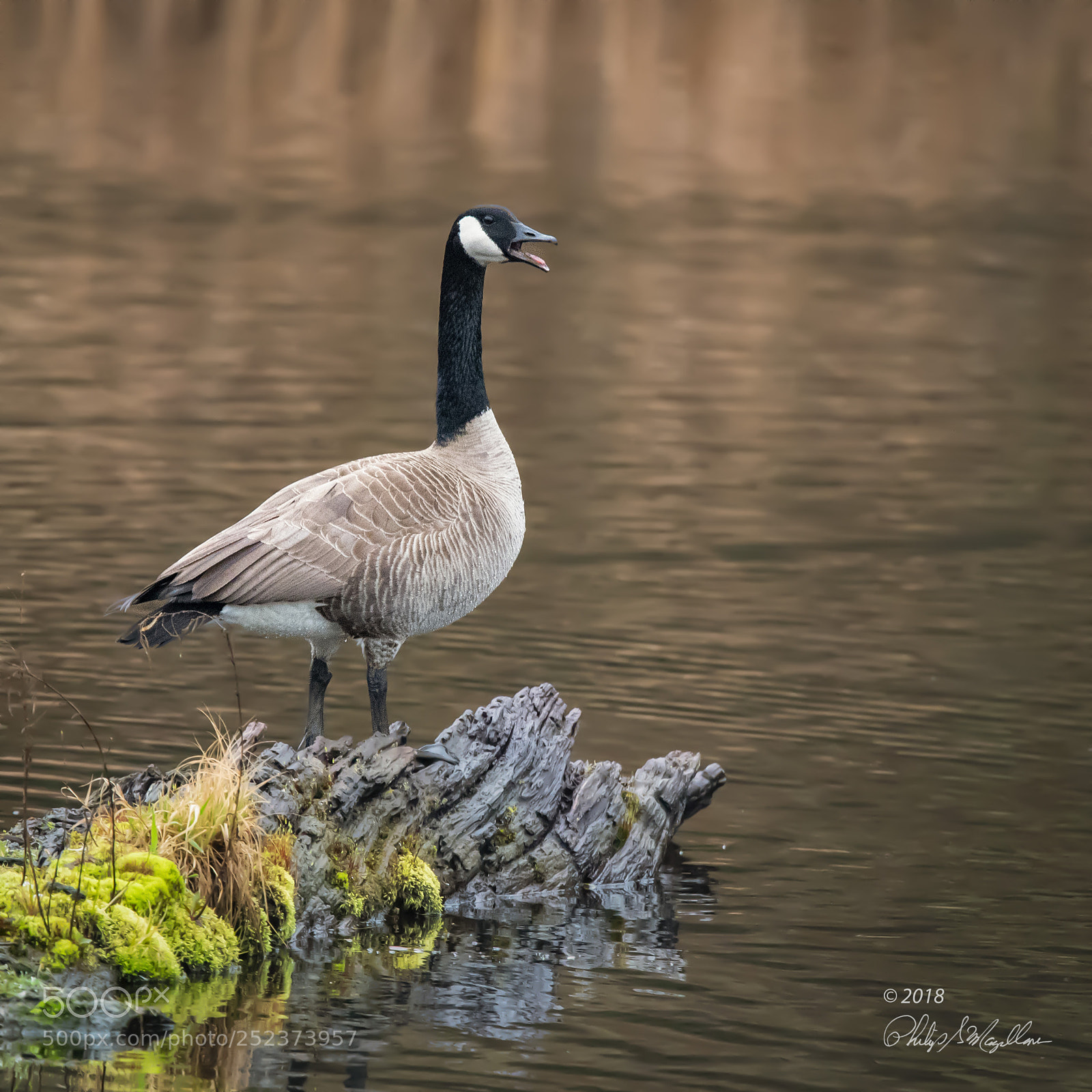 Nikon D500 sample photo. Canada goose photography