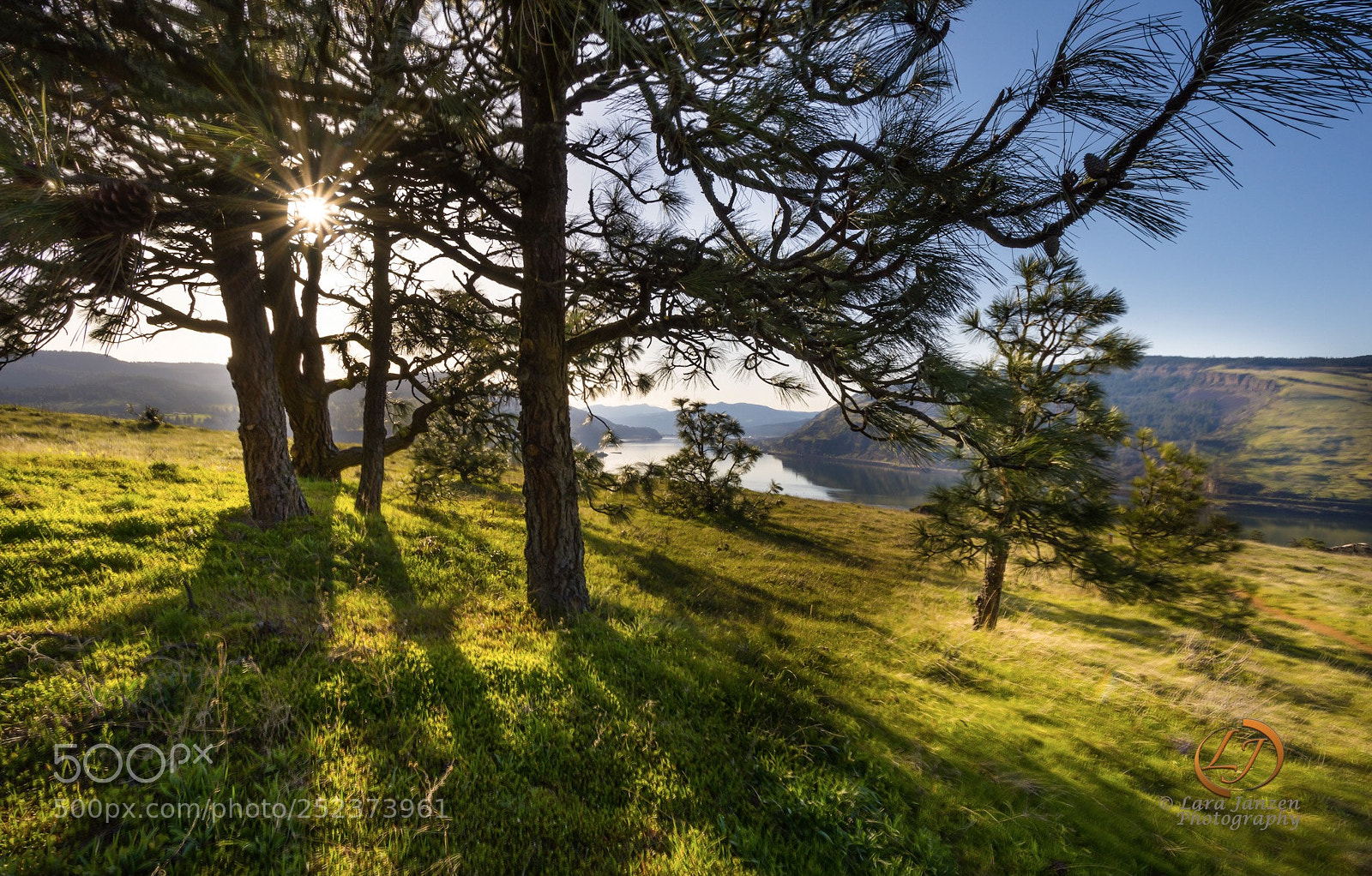 Nikon D7200 sample photo. Sunrays through the pine photography