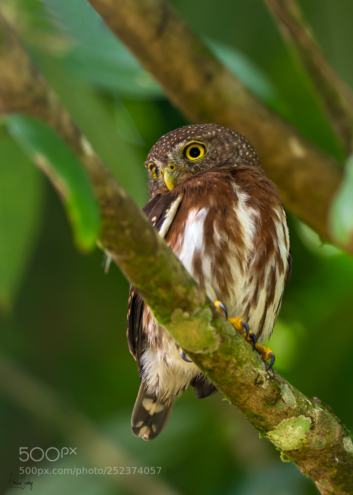 Nikon D4 sample photo. Central american pygmy owl photography