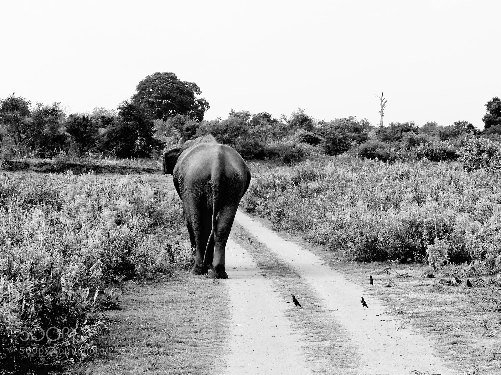 Fujifilm X30 sample photo. Elephant in udawalawe national photography