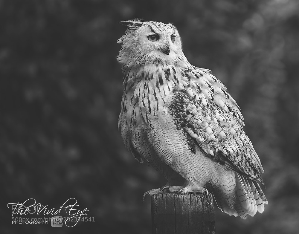 Fujifilm X-T2 sample photo. The owl's post photography