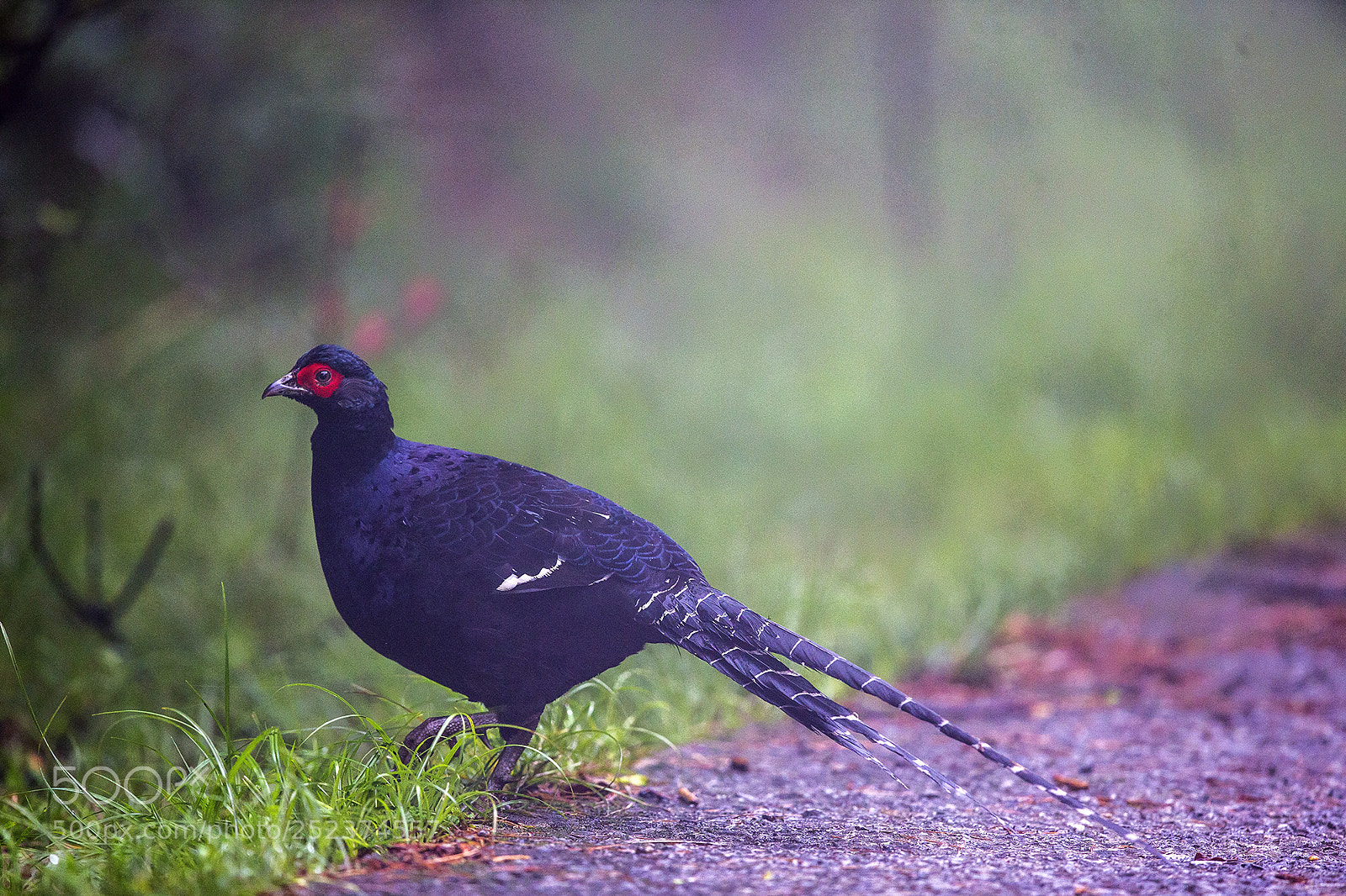 Canon EOS-1D X sample photo. Taiwan 2014 photography