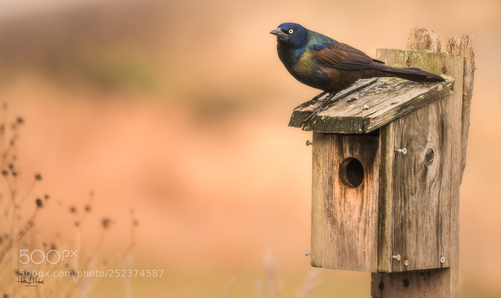 Nikon D810 sample photo. The bronzed grackle photography