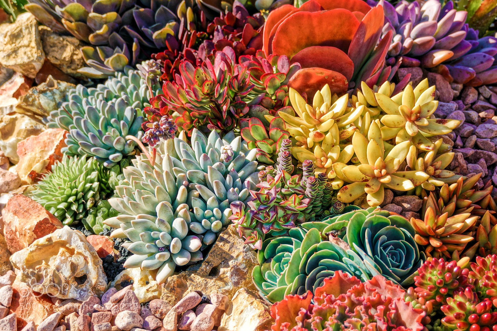 Sony a6500 sample photo. Bed of succulents photography