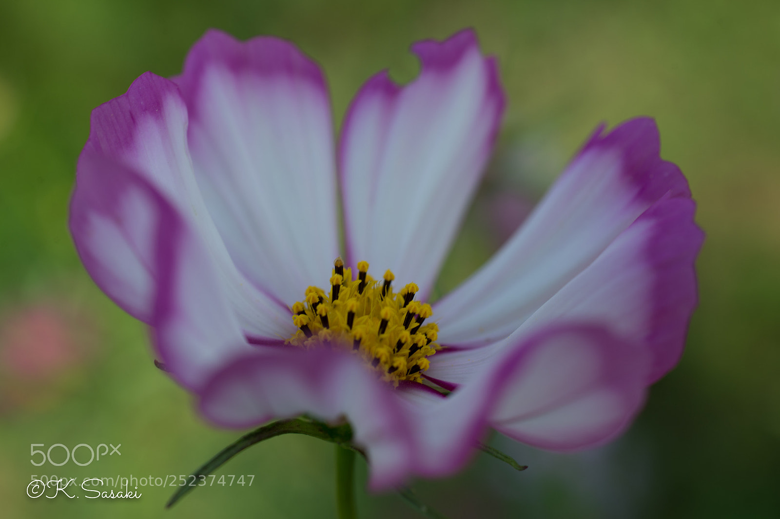 Nikon Df sample photo. Cosmos photography