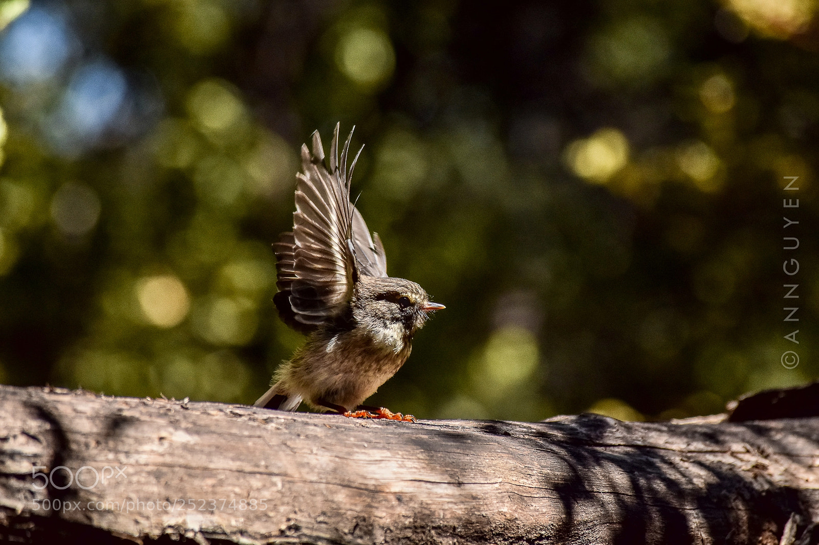 Nikon D5300 sample photo. Ready to fly photography