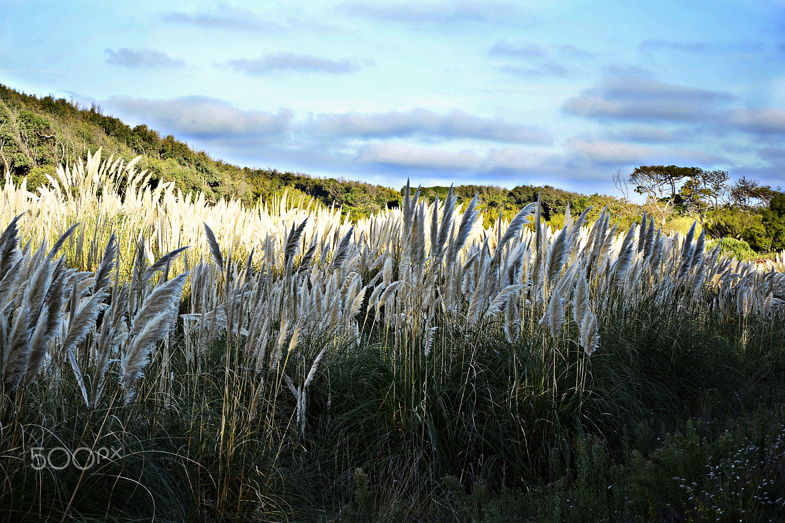 Nikon D3100 sample photo. Beauty light photography