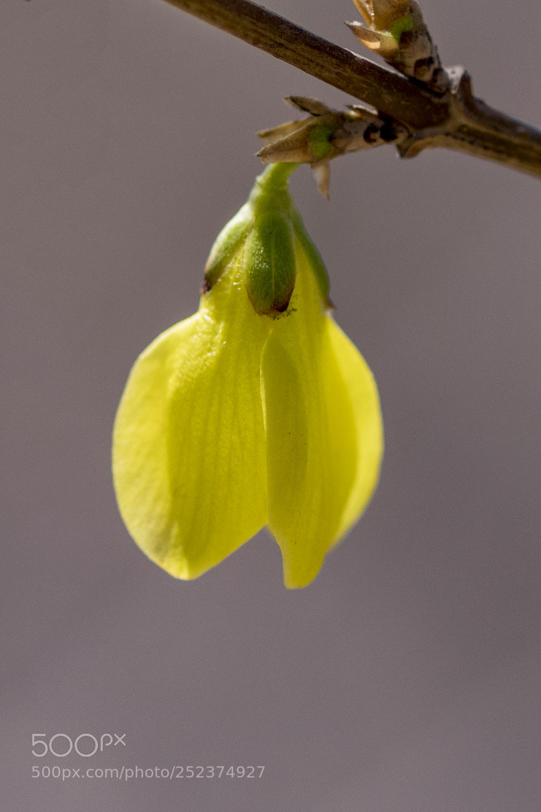 Nikon D500 sample photo. Yellow flower photography