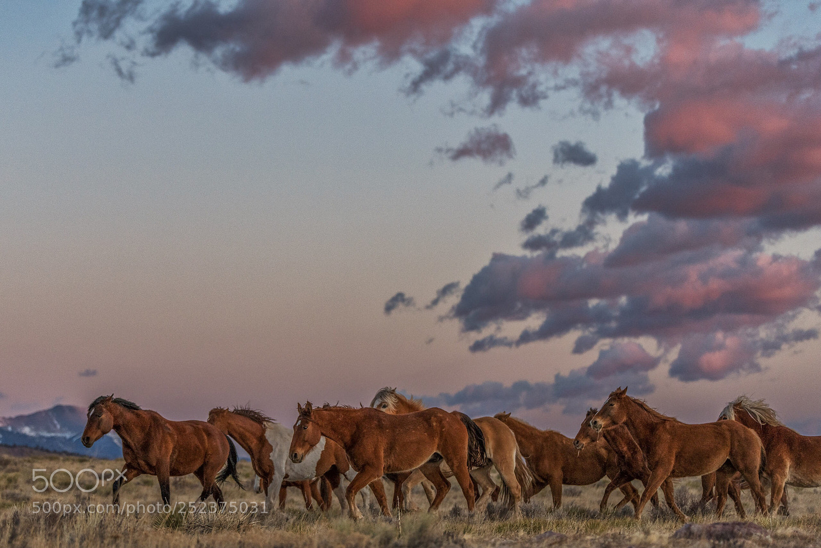 Nikon D850 sample photo. Horses at sunrise photography