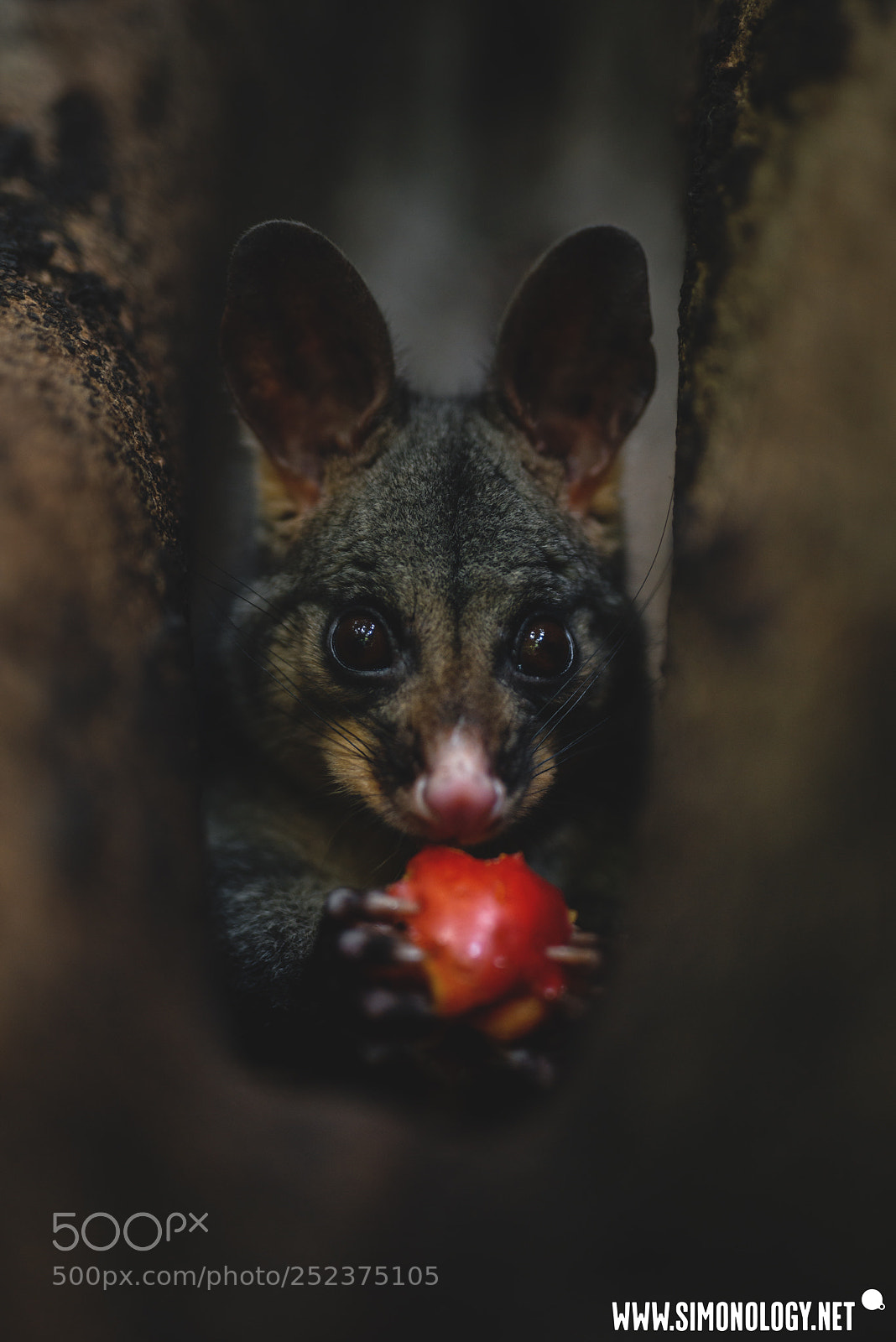Nikon D800E sample photo. Possum cuteness ❤️ photography