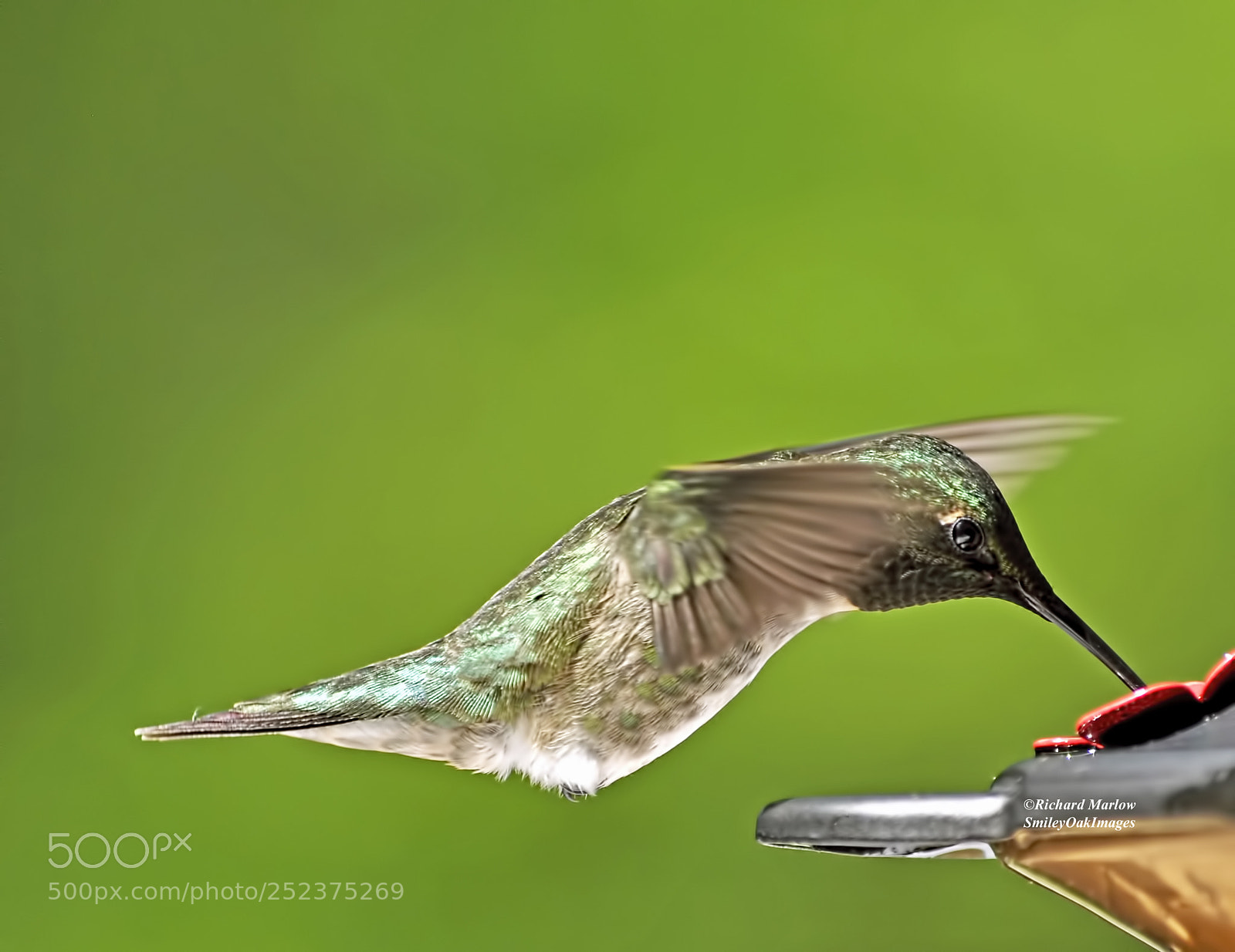 Nikon D5000 sample photo. Hummingbird photography