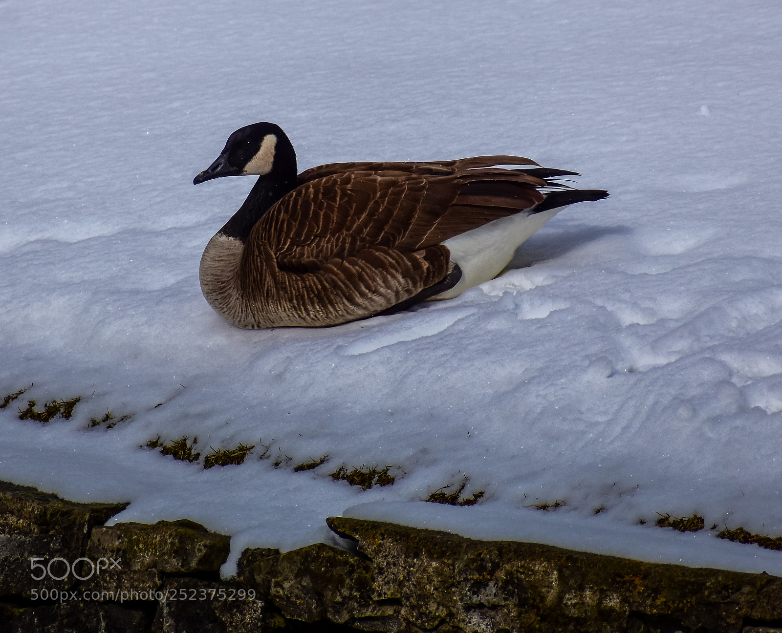 Nikon D7200 sample photo. Canada goose photography