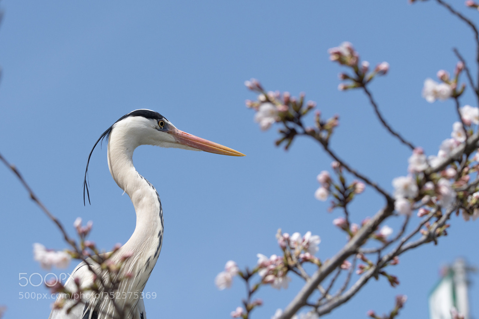 Nikon D500 sample photo. Grey heron with cherry-blossoms photography