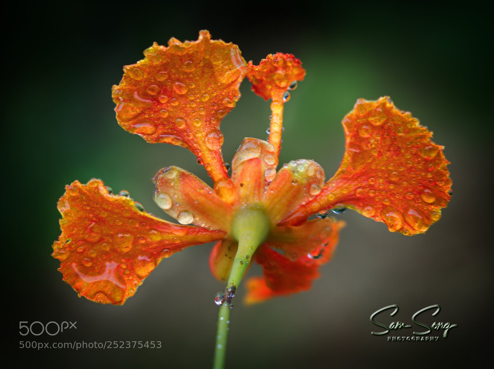Olympus OM-D E-M10 III sample photo. Orange flower photography