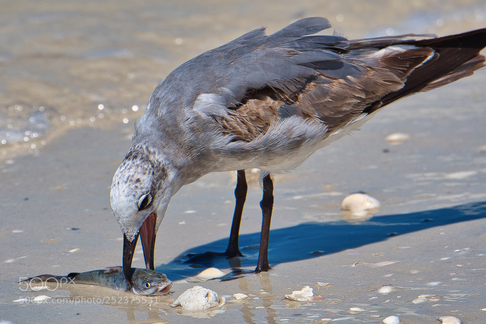 Nikon D500 sample photo. Laughing gull with fresh photography