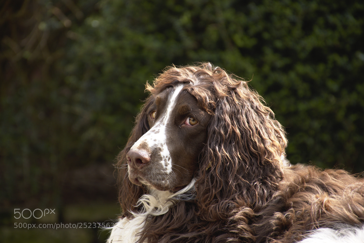 Nikon D5600 sample photo. Tu veux ma photo photography