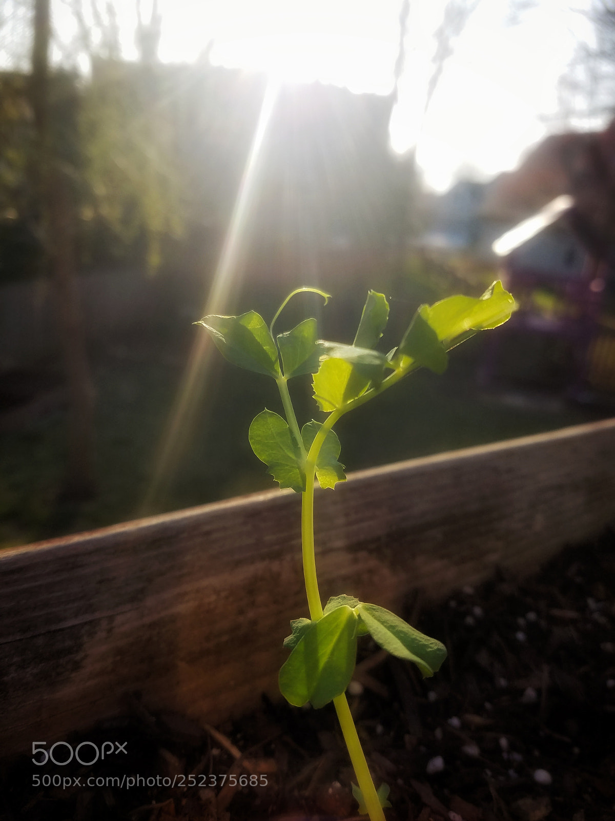 Samsung Galaxy S7 Edge sample photo. Sapling photography