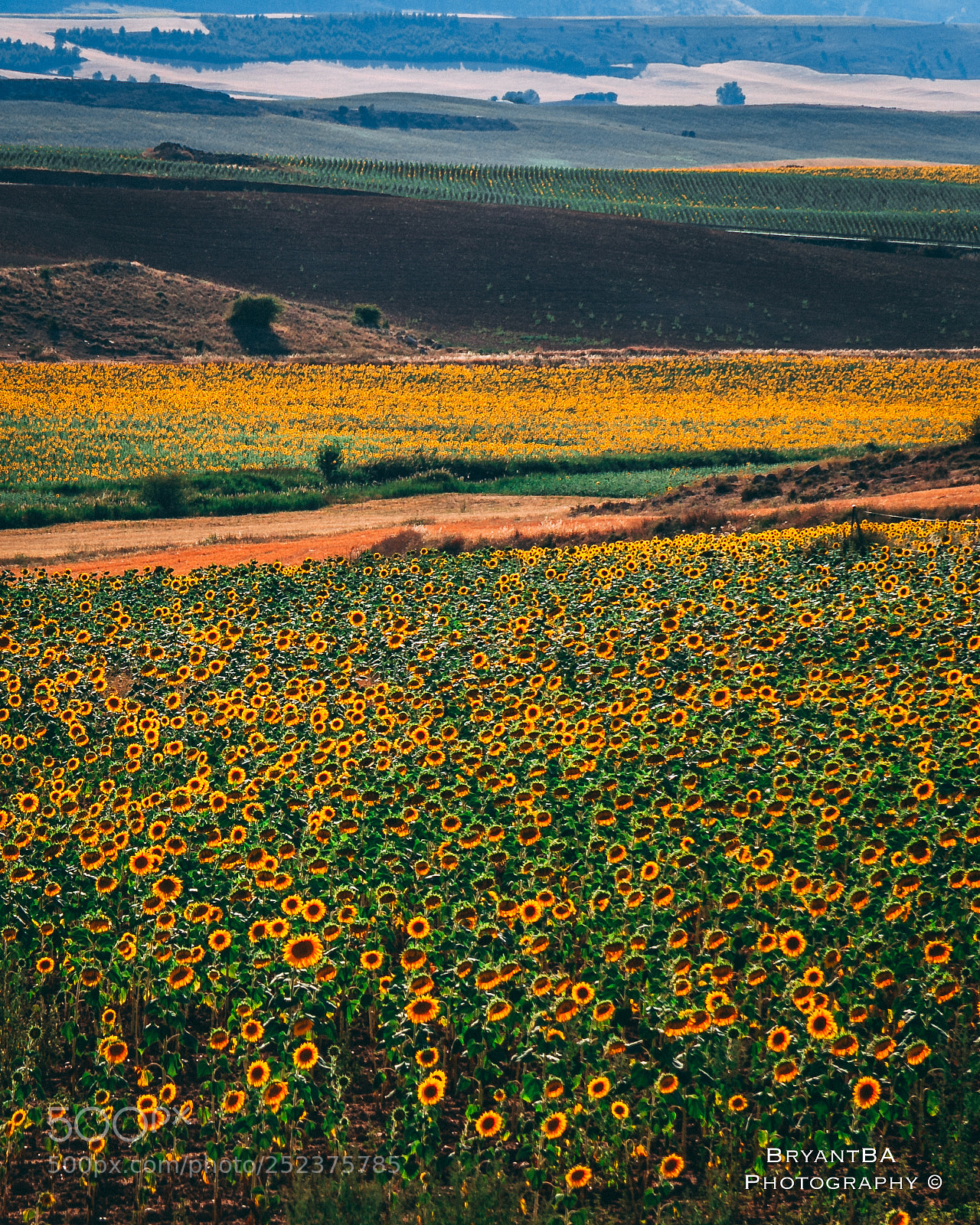 Canon EOS 60D sample photo. Girasoles photography