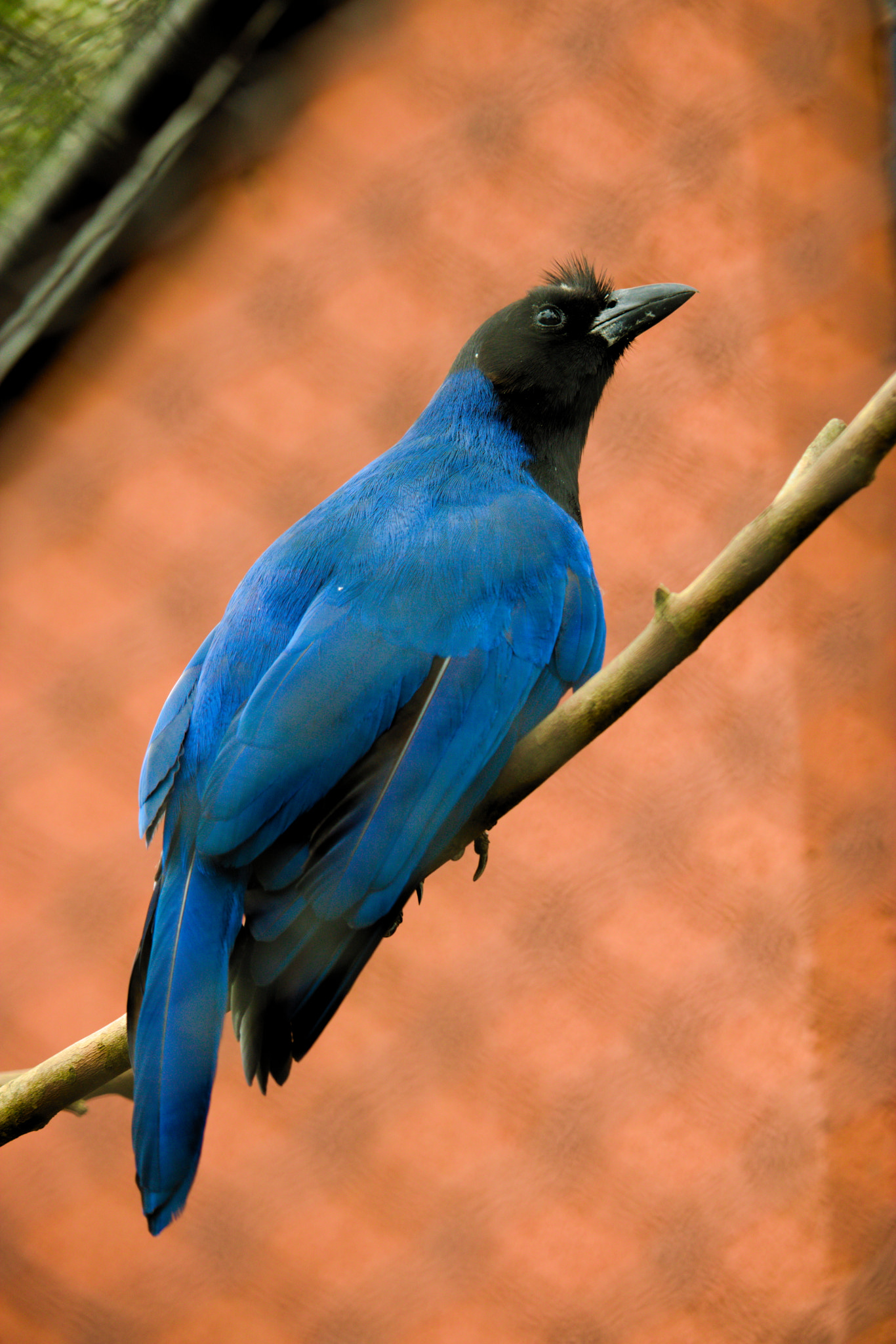 Canon EF-S 55-250mm F4-5.6 IS STM sample photo. Gralha azul photography