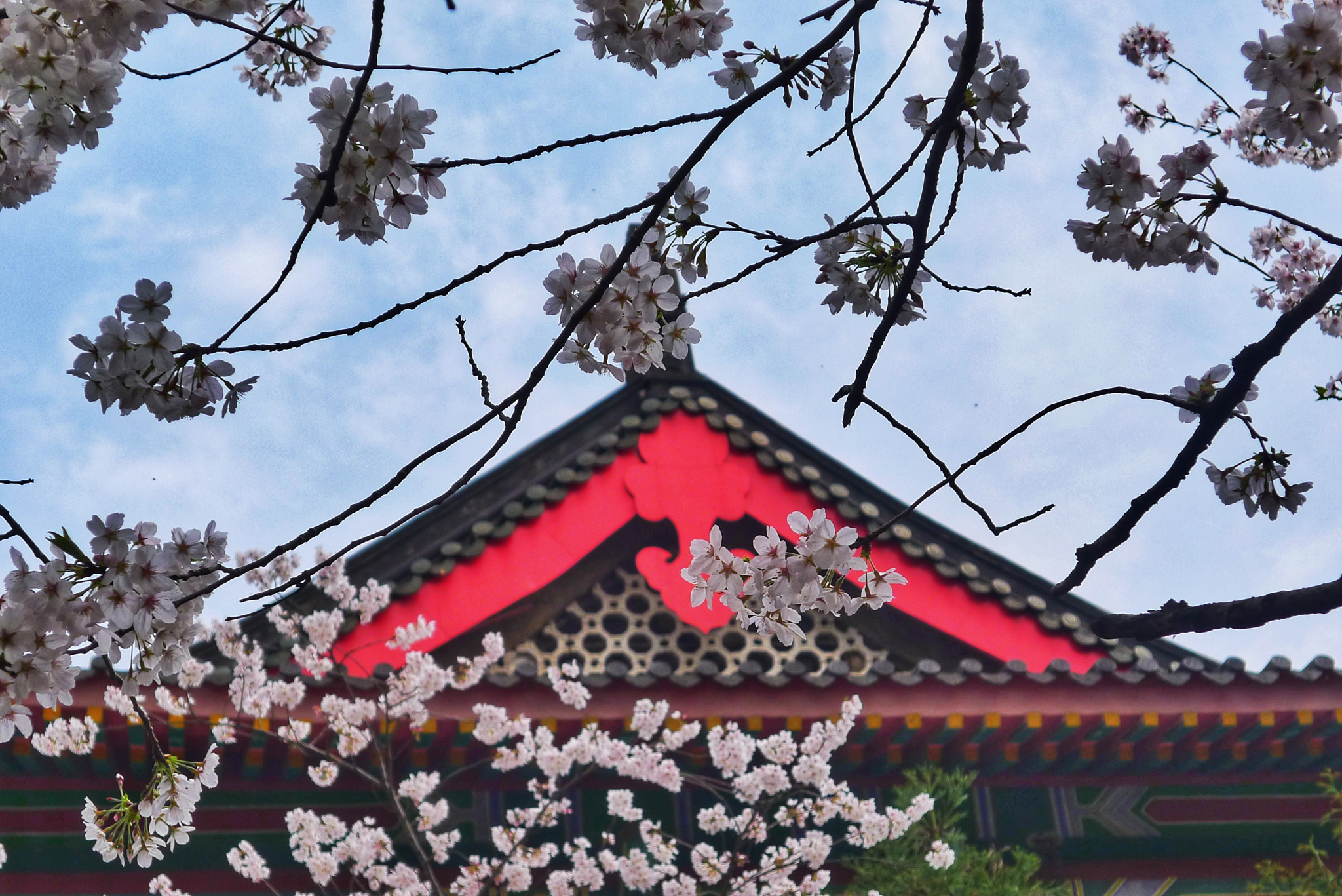 Panasonic Lumix DMC-LX5 sample photo. 樱花 photography