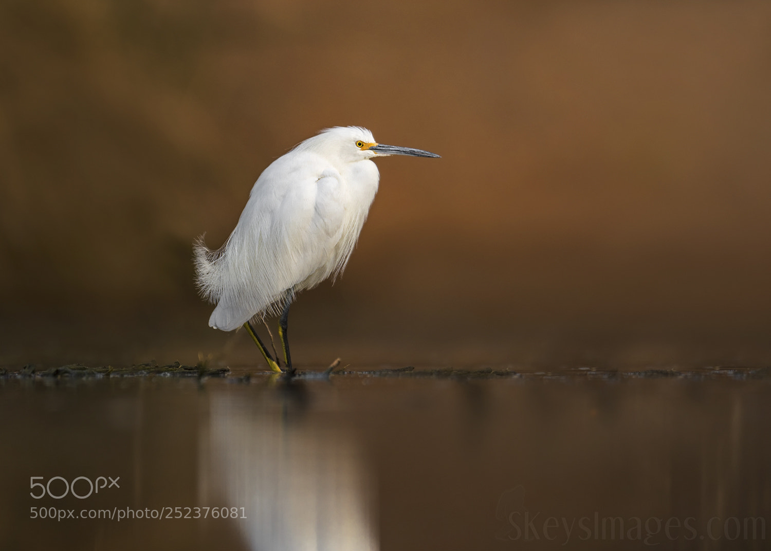 Nikon D500 sample photo. Mocha (snowy egret) photography