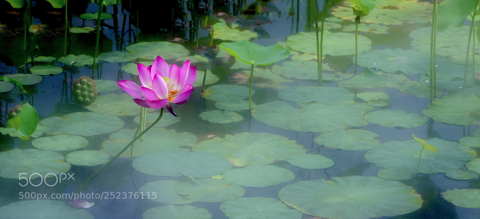 Canon EOS 5D Mark II sample photo. Untitled photography