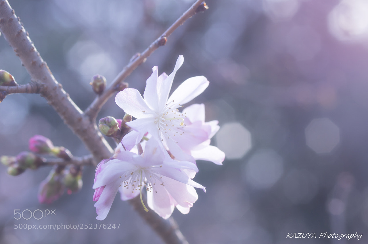 Pentax K-3 II sample photo. Slim petal photography