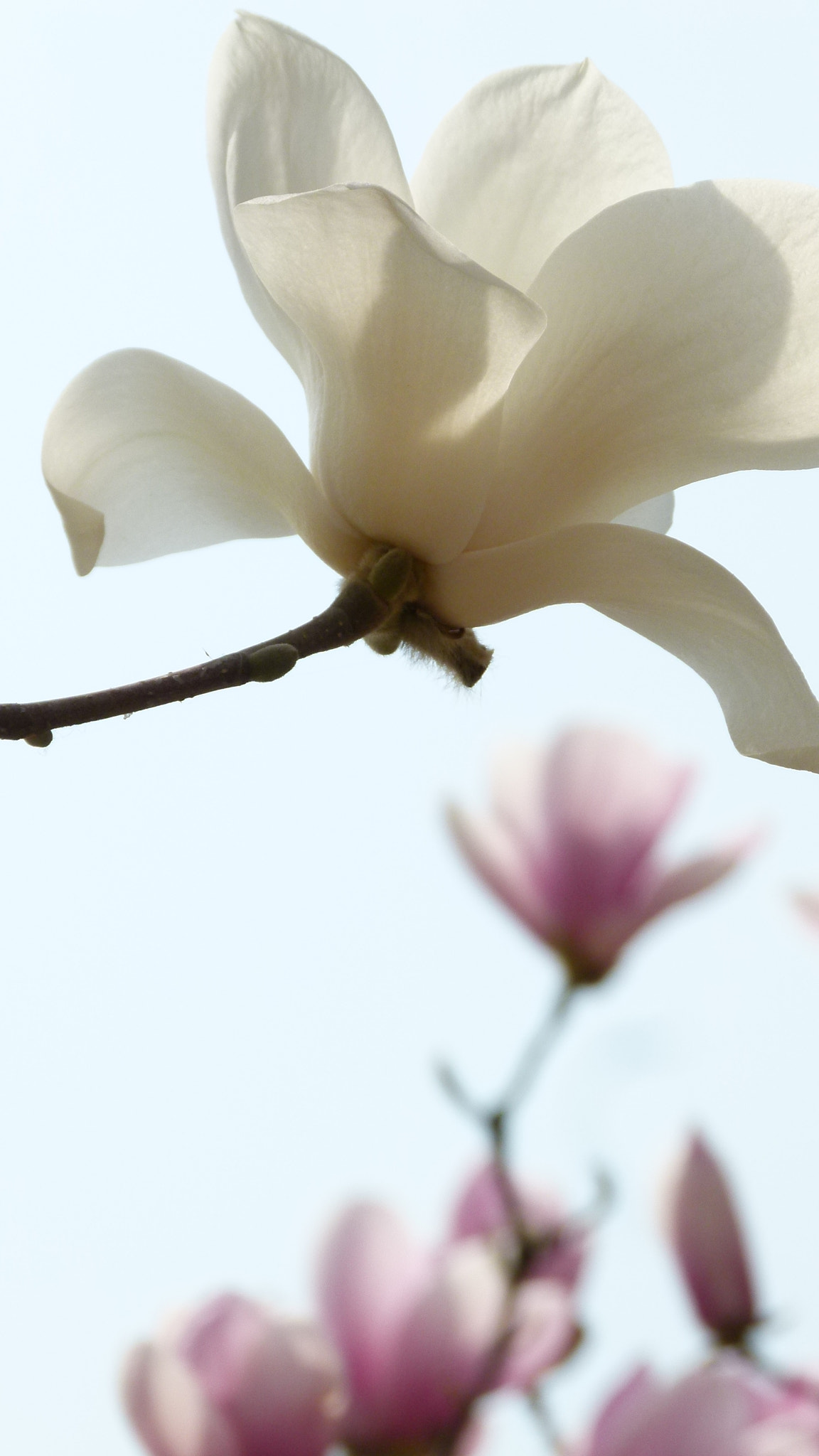 Leica V-Lux 2 sample photo