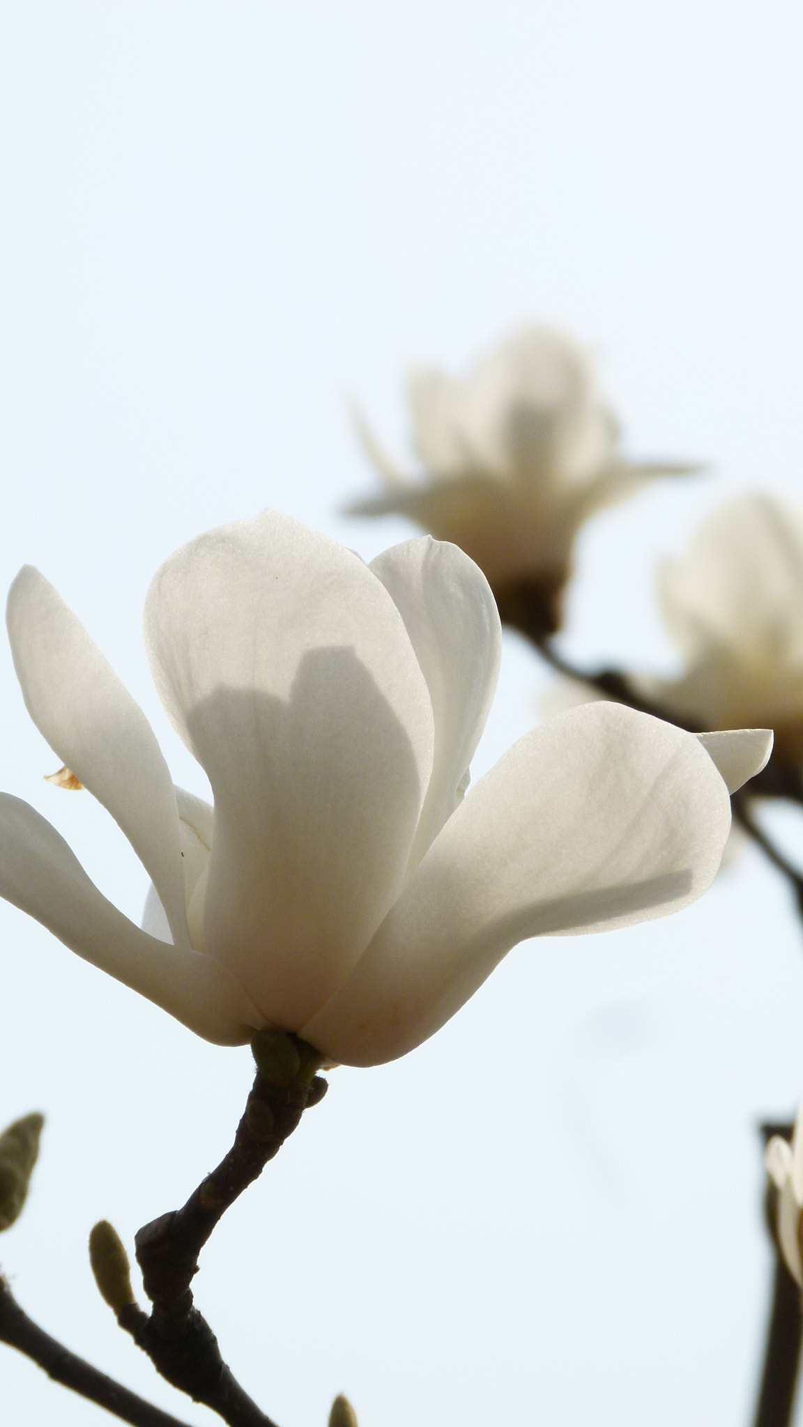 Leica V-Lux 2 sample photo